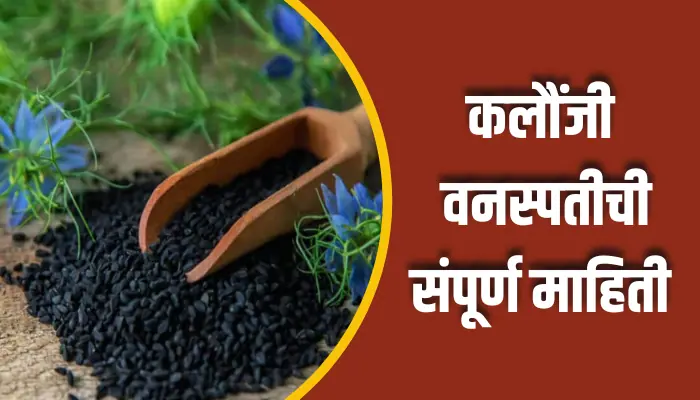Kaloonji Plant Information In Marathi